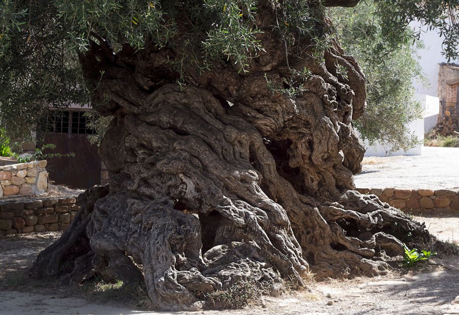 Explore the Secrets of Wine and Olives in Chania - Karavitakis Winery and the story of Cretan wine