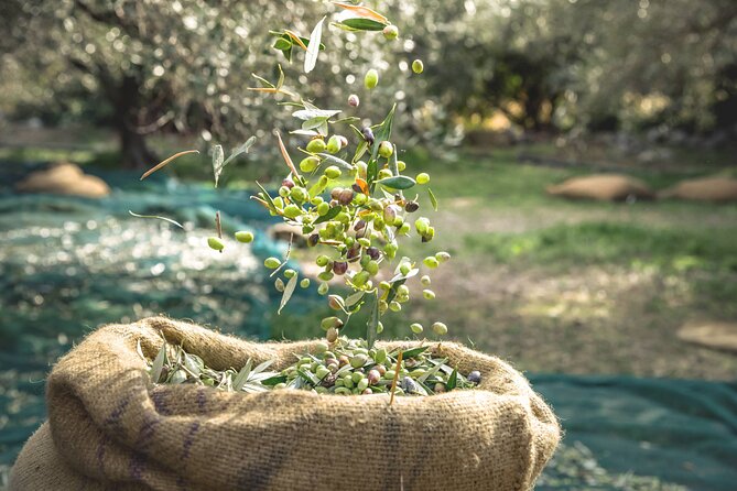 Explore the Secrets of Wine and Olives - Karavitakis Winery adds the wine