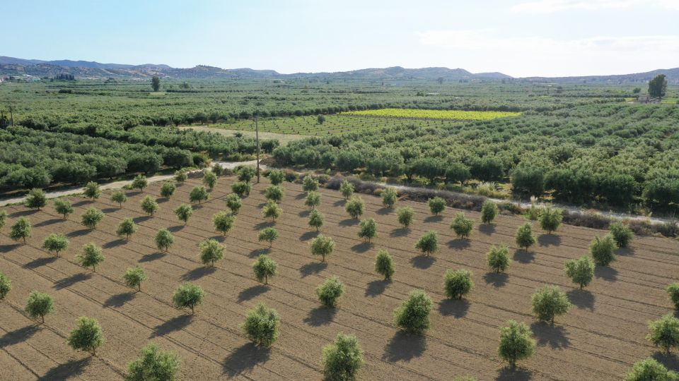 Farm Tour with Cheese-Making, Olive Oil Tasting & Picnic - Walking through the olive groves and greenhouses