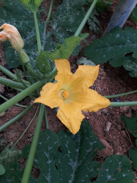 Farm Tour with Cheese-Making, Olive Oil Tasting & Picnic - Finding Cretan Vibes Farm on National Road 97