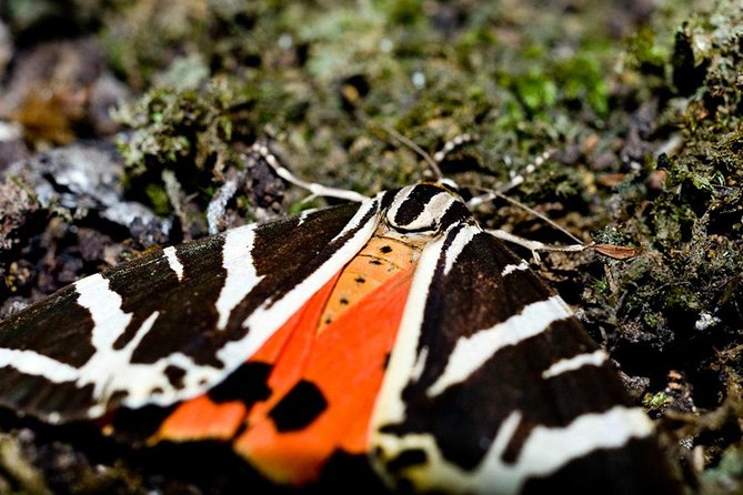 Filerimos Hill & Butterflies Valley Adventure! - The uphill paths of Butterfly Valley