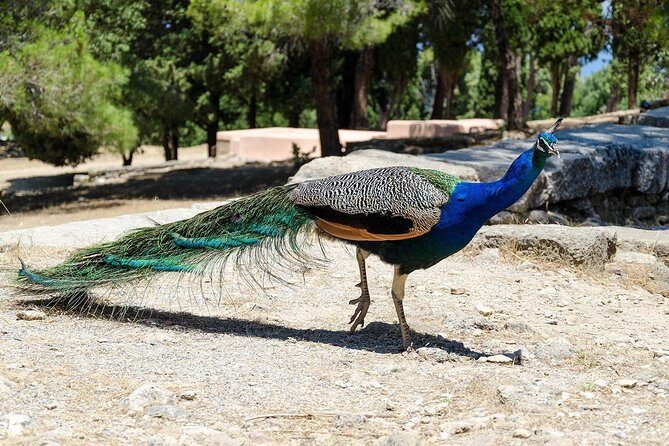 Filerimos Hill & Valley of Butterflies - Should you book it?