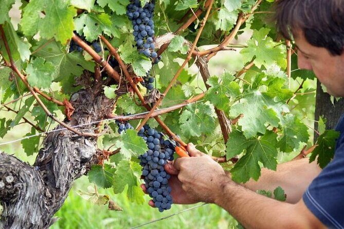 Food & Wine Tour: 11- Course Lunch, Cooking Class, Wine Tasting - Group Size, Pacing, and Photos Without Feeling Like a Herd