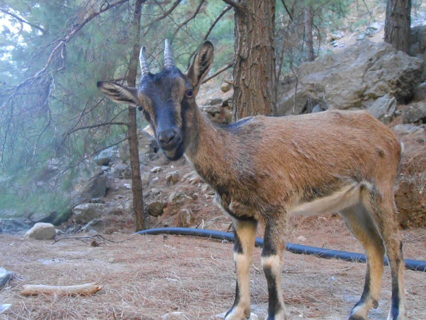 From Agia Galini/Matala: Samaria Gorge Hiking Tour - Key Things to Know Before You Go