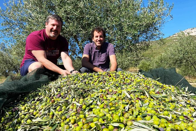From Athens: Olive Oil Tasting, Olive Grove & Wine Experience - Learning to taste olive oil properly