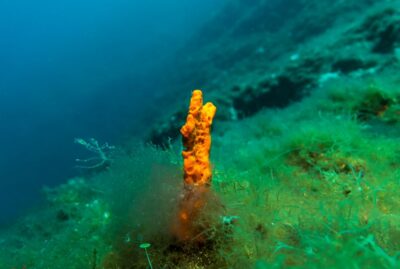 From Athens: Scuba Diving at the Blue Hole - The Blue Hole’s unusual shape and setting