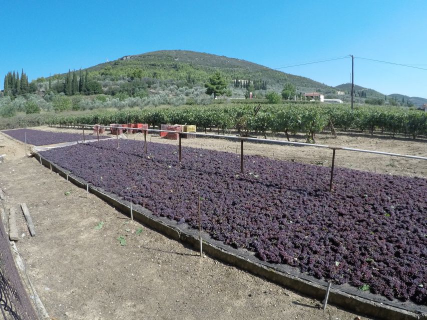 From Athens: Wine, Oil, & Cheese Tasting in Nemea & Argolis - Who should book this experience?
