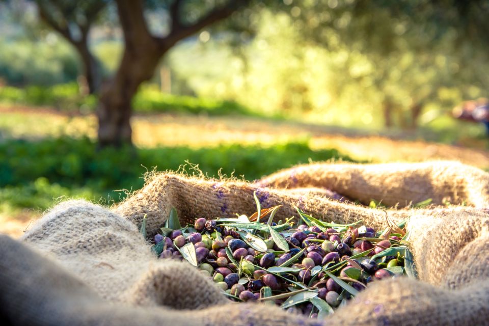 From Athens: Wine, Oil, & Cheese Tasting in Nemea & Argolis - A food-first route through the Peloponnese