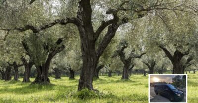 From Athens: Wine, Oil, & Cheese Tasting in Nemea & Argolis - Cheese in Ancient Epidaurus