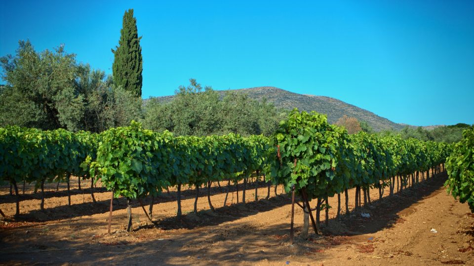From Athens: Wine, Oil, & Cheese Tasting in Nemea & Argolis - Nemea wine after the ancient stones
