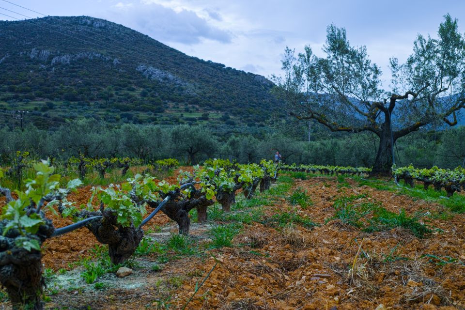 From Athens: Wine, Oil, & Cheese Tasting in Nemea & Argolis - Sunset at the Corinth Canal