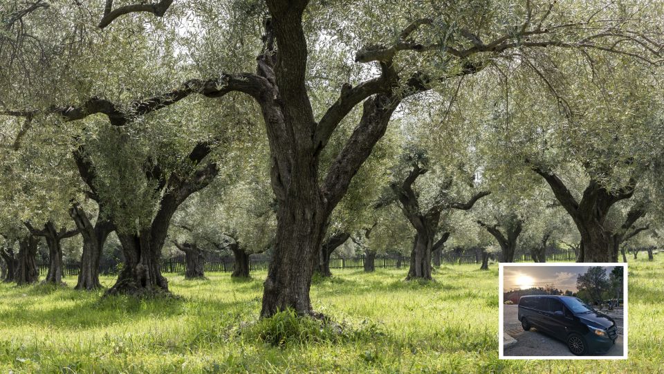 From Athens: Wine, Oil, & Cheese Tasting in Nemea & Argolis - What the $483 price really covers