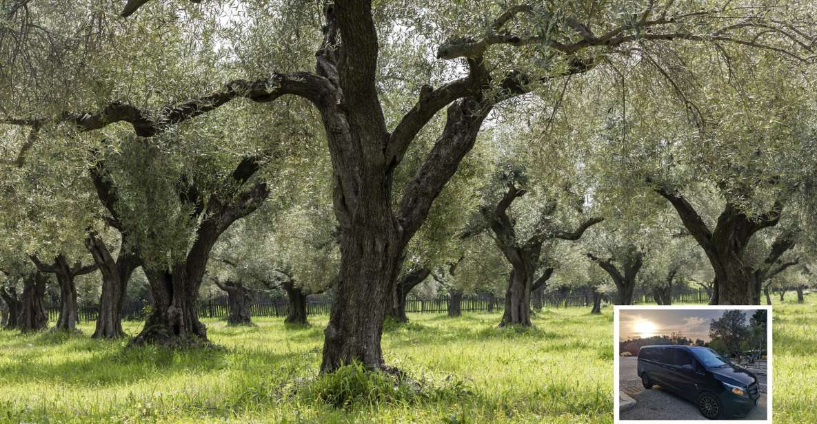 From Athens: Wine, Oil, & Cheese Tasting in Nemea & Argolis - Cheese in Ancient Epidaurus