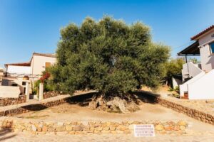 From Chania: Elafonisi and Falasarna Guided Tour with Snacks - Pickup from Chania or Platanias, then a smooth start