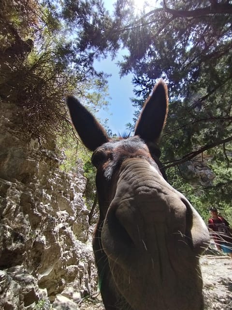From Chania: Guided Tour to Loutro (Boat tickets Included) - What the guide adds to the experience