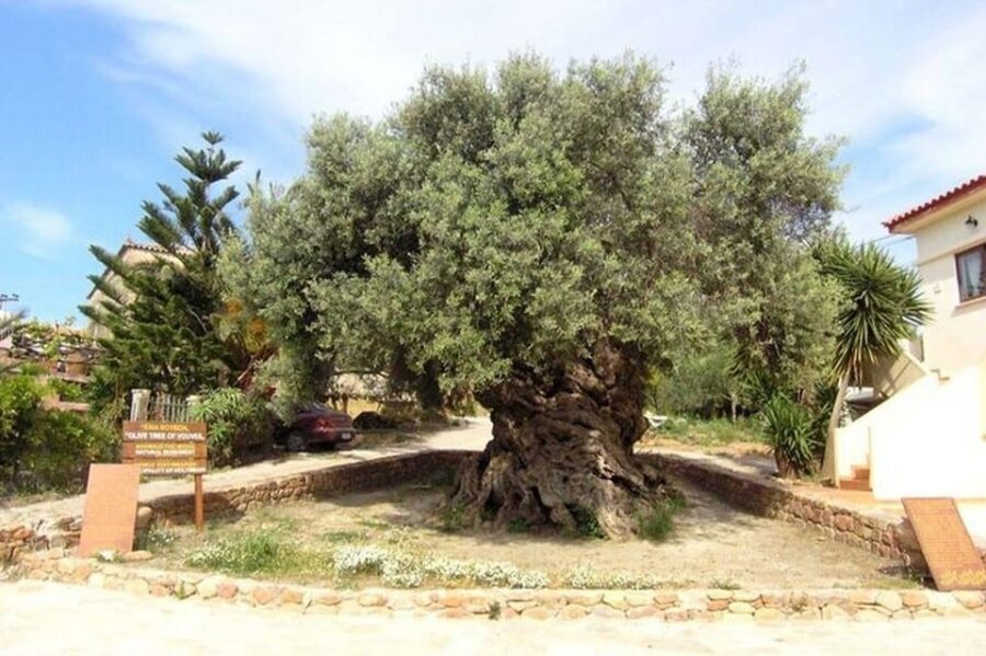 From Chania: Olive Oil, Wine, Cheese & Honey Tasting Tour - Honey-making and olive grove: seeing the process, not just the product