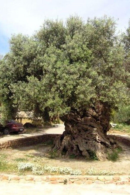 From Chania: Olive Oil, Wine, Cheese & Honey Tasting Tour - What I’d pack (so the day stays easy)
