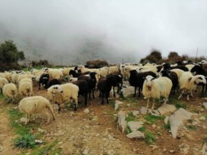 From Chania: White Mountains Land Rover Safari - The drive inland: from groves and villages to a mountain tea break