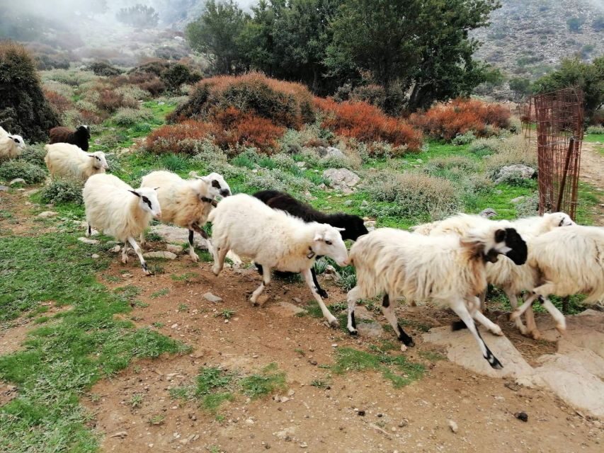 From Chania: White Mountains Land Rover Safari - Therisso village and gorge return: local produce and scenery control