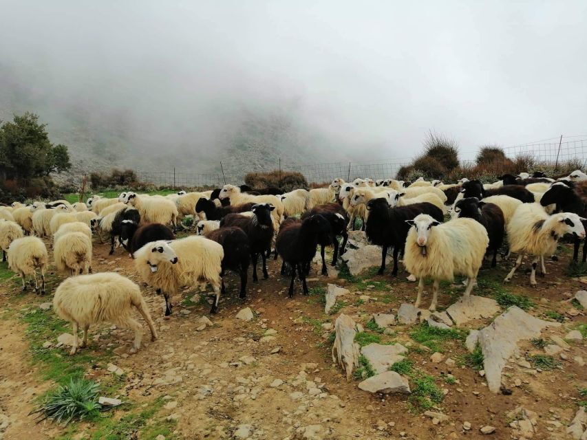 From Chania: White Mountains Land Rover Safari - The drive inland: from groves and villages to a mountain tea break