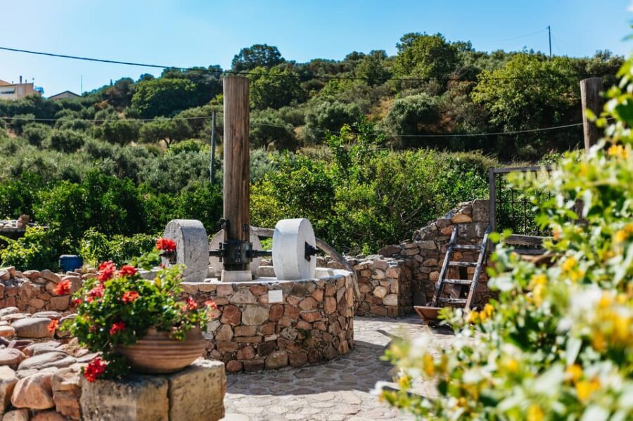 From Chania: Wine and Olive Oil Tasting Tour with Snacks - The traditional village stop and the oldest olive tree moment