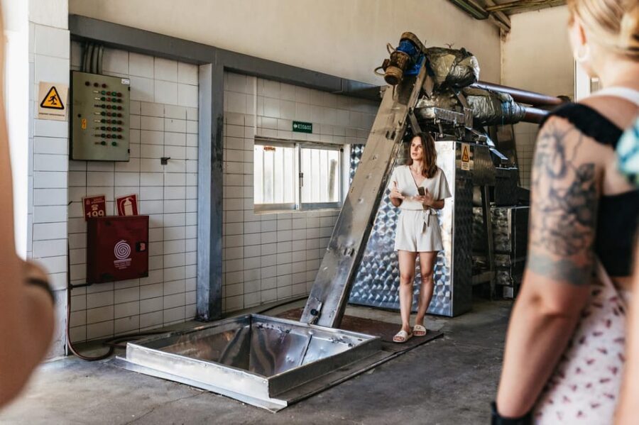 From Chania: Wine and Olive Oil Tasting Tour with Snacks - Olive oil factory visit: extra virgin tasting that actually teaches