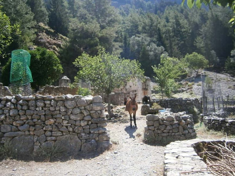 From Georgioupolis: Roundtrip Transfer to Samaria Gorge - Morning Pickup and the Drive to Omalos Plateau