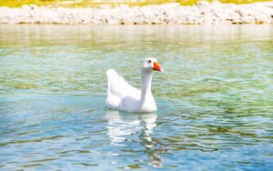From Heraklion: Chania, Rethymno & Lake Kournas Full Day - Chania Old Town and Venetian Harbor: How to Use Your Free Time Best