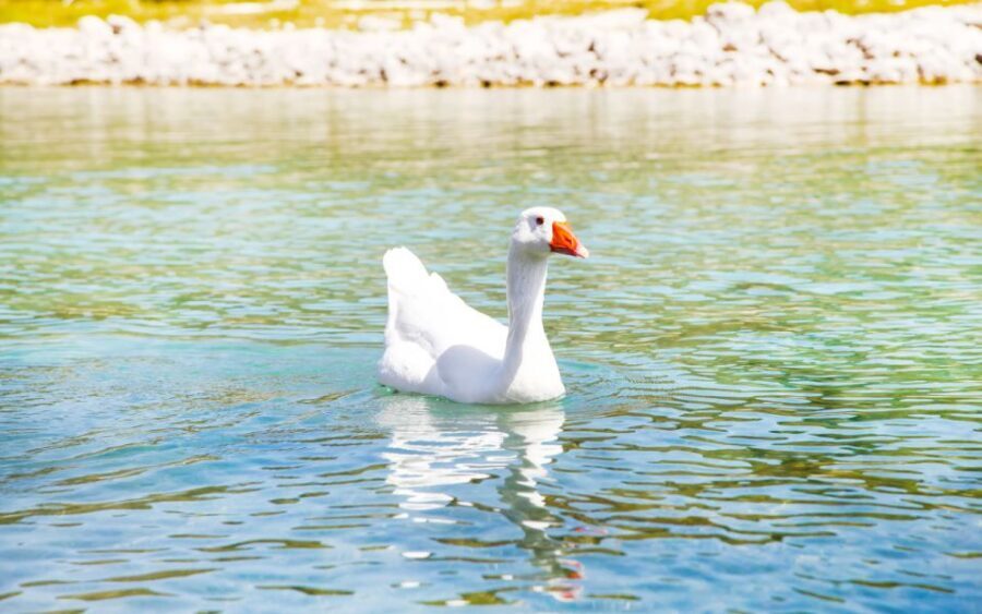 From Heraklion: Chania, Rethymno & Lake Kournas Full Day - Chania Old Town and Venetian Harbor: How to Use Your Free Time Best