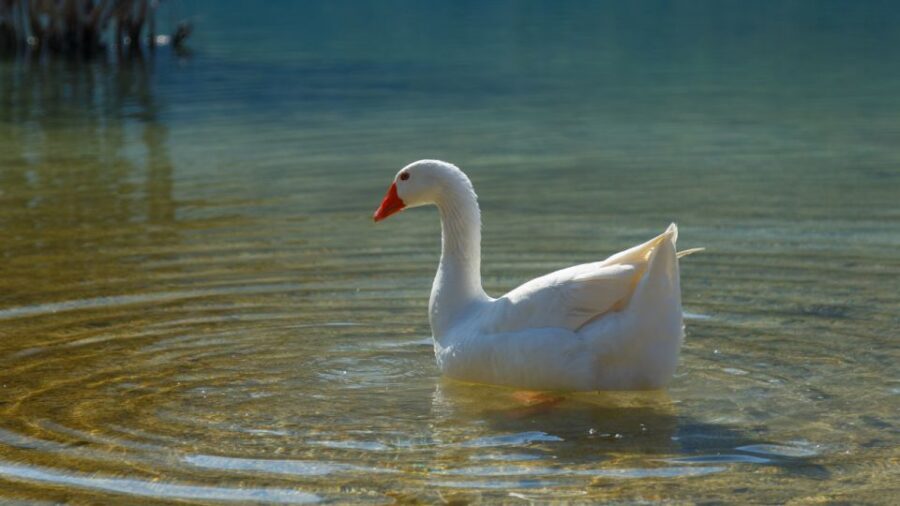 From Heraklion: Chania Town, Kournas Lake, and Rethymno Tour - Kournas Lake: Swim, Pedal Boat, and That Alpine-Look Waterline