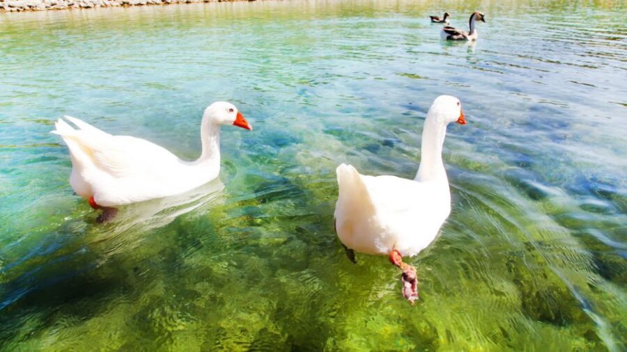 From Heraklion: Chania Town, Kournas Lake, and Rethymno Tour - Rethymno Old Town: Old Harbor Charm and a Sea-View Walk