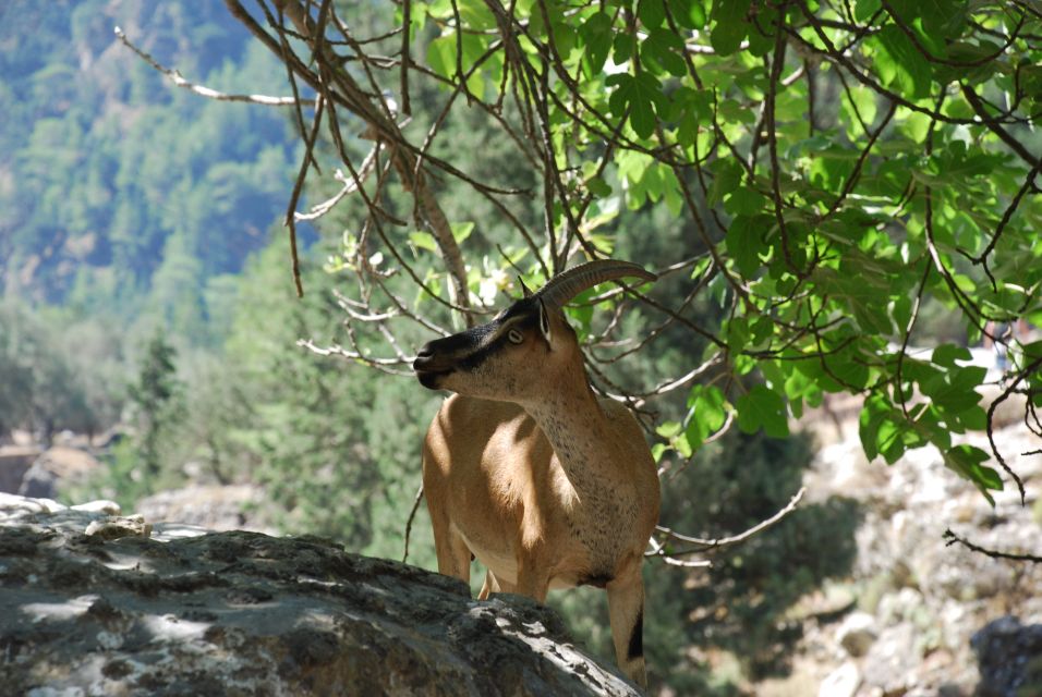 From Heraklion: Imbros Gorge and Libyan Sea Guided Day Trip - Why Imbros Gorge is worth the long ride