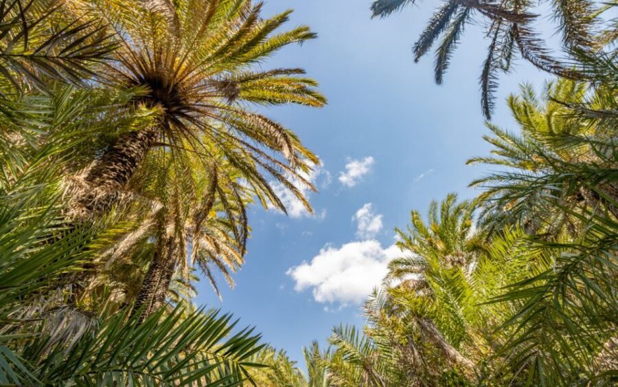 From Heraklion: Preveli Tropical Beach & Palm Forest Hike - Preveli Beach and palm forest: 4 hours to swim, snorkel, and wander