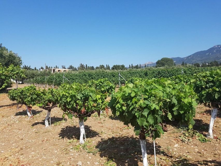 From Kos: Tour of 2 Wineries with Wine Tasting & Small Bites - Akrani Winery near Mount Dikaios: the cellar experience that often wins people over