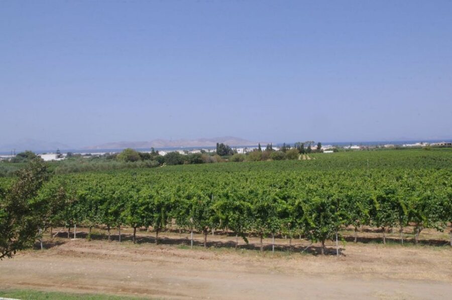 From Kos: Tour of 2 Wineries with Wine Tasting & Small Bites - The 5-step tasting method: what it gives you for the rest of your trip