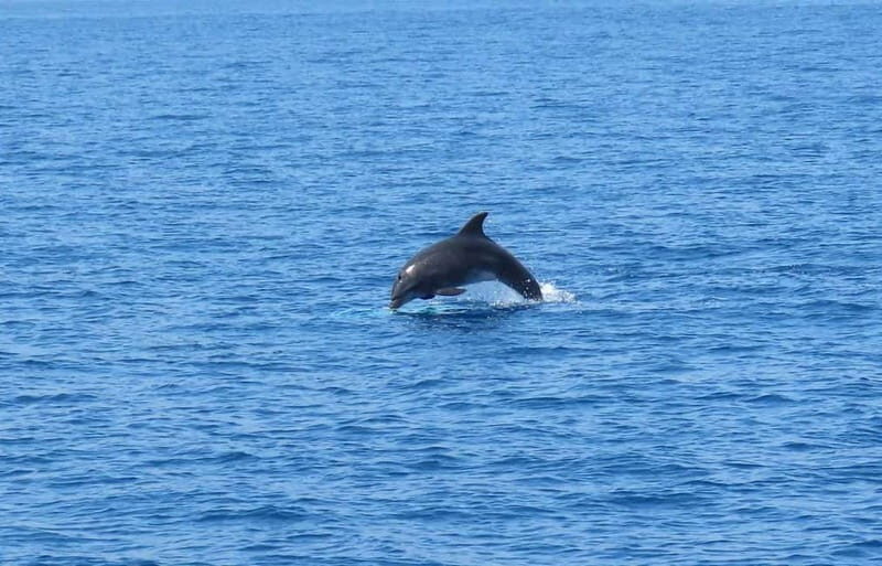 From Kos:A full day cruise in the newest luxury vessel! - Food and bar: BBQ lunch is included, drinks are not