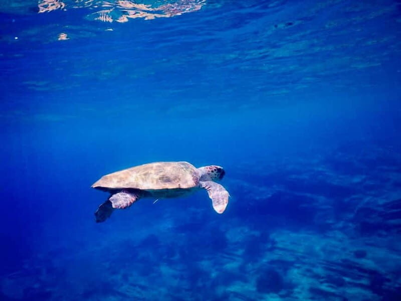 From Milopotas: Ios Island Scenic Snorkeling Cruise - The shipwreck snorkel: a man-made structure turned into habitat