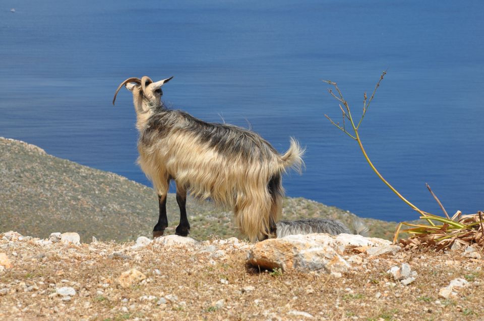 From Rethymno: Agios Nikolaos and Spinaloga Tour - Who will enjoy this Crete day trip?