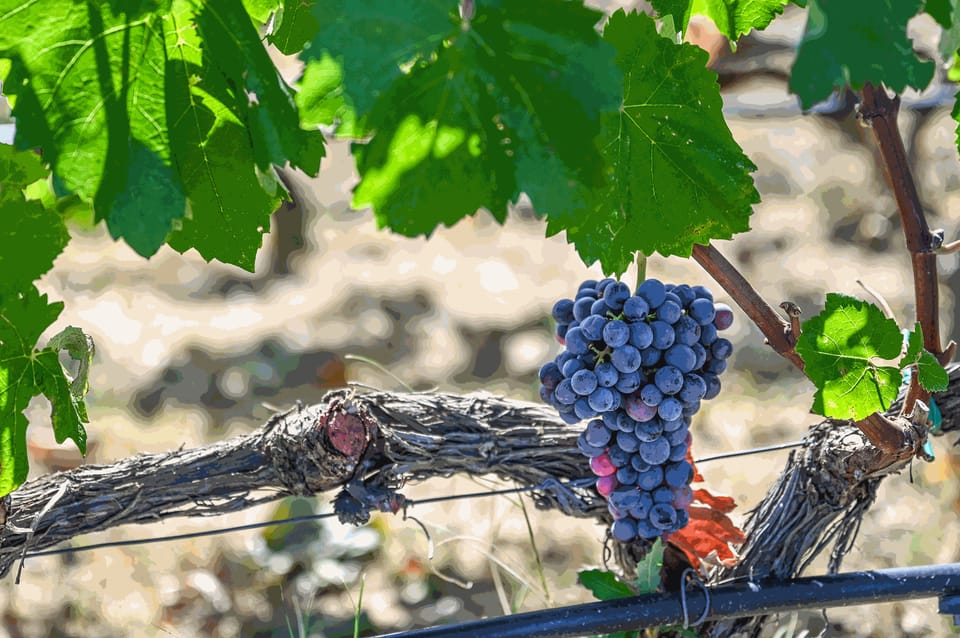 From Thessaloniki: Pella-Edessa-Naousa wine tasting - Why this Northern Greece day trip works