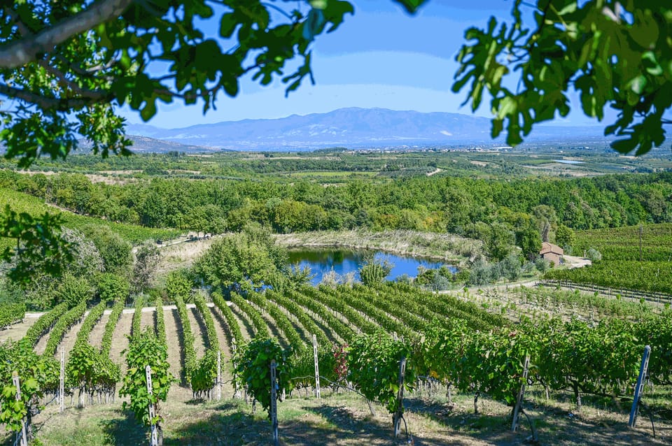From Thessaloniki: Pella-Edessa-Naousa wine tasting - Pella, where Macedonian power took shape