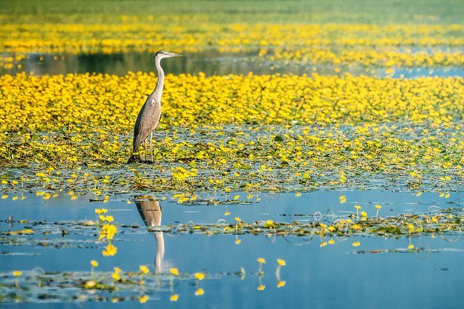 From Thessaloniki: Private Day Trip to Kerkini Lake - Lake Kerkini: Why This Wetland Trip Feels Different