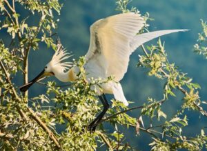 From Thessaloniki: Private Day Trip to Kerkini Lake - From Thessaloniki to Lithotopos Dam: Your Morning Birdwatching Setup