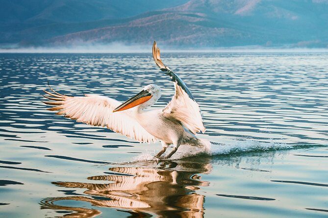 From Thessaloniki: Private Day Trip to Kerkini Lake - From Thessaloniki to Lithotopos Dam: Your Morning Birdwatching Setup