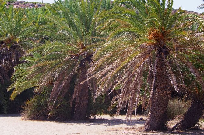 Full-Day Tour to Vai Palm Beach, Toplou Monastery, and Sitia Town - Who will enjoy this tour most