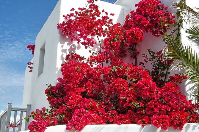 Guided Walking Tour Mykonos, Little Venice, Windmills, Beaches - Who will get the most from this tour