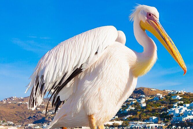 Half-Day Private Guided Tour in Mykonos up to 6 - Why This Half-Day Private Tour Works for First-Time Mykonos