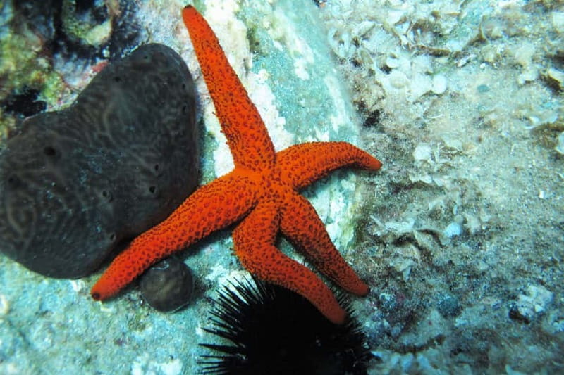 Halkidiki-Kassandra: Scuba Diving for Beginners - The five-minute ride to the Kassandra coast