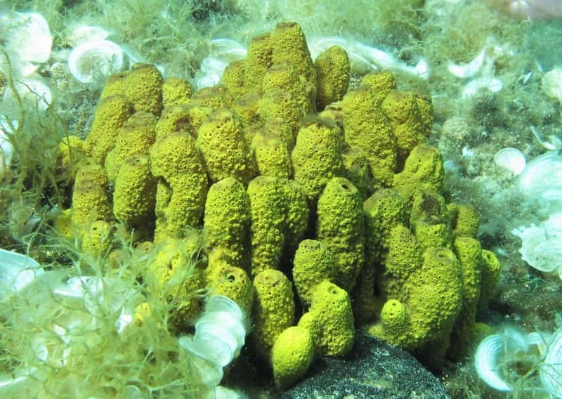 Halkidiki-Kassandra: Scuba Diving for Beginners - About three hours at the dive site