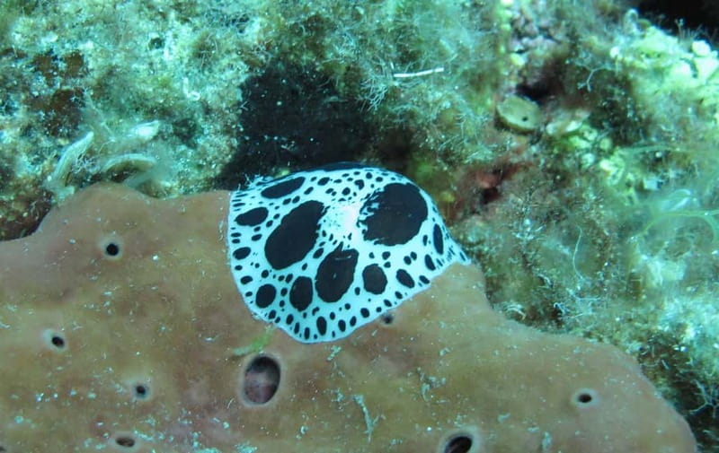 Halkidiki-Kassandra: Scuba Diving for Beginners - Why the five-person limit matters