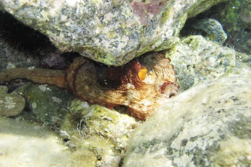 Halkidiki-Kassandra: Scuba Diving for Beginners - Is this suitable for children and nervous beginners?
